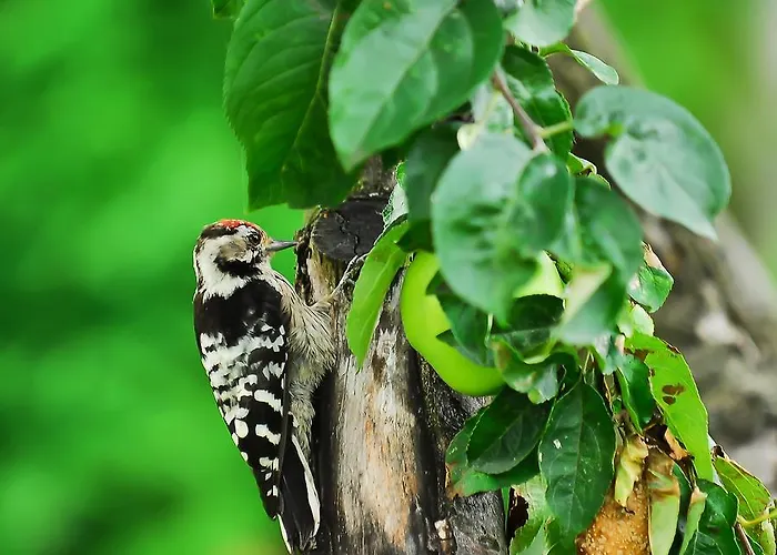 Rum i privatbostad Nowakowscy